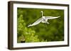 Florida, Venice, Audubon Sanctuary, Common Egret Flying-Bernard Friel-Framed Photographic Print