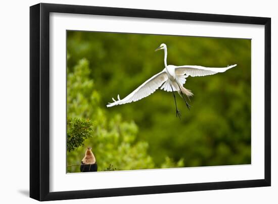 Florida, Venice, Audubon Sanctuary, Common Egret Flying-Bernard Friel-Framed Photographic Print