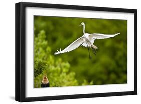 Florida, Venice, Audubon Sanctuary, Common Egret Flying-Bernard Friel-Framed Photographic Print