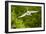 Florida, Venice, Audubon Sanctuary, Common Egret Flying-Bernard Friel-Framed Photographic Print