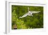 Florida, Venice, Audubon Sanctuary, Common Egret Flying-Bernard Friel-Framed Photographic Print