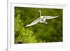 Florida, Venice, Audubon Sanctuary, Common Egret Flying-Bernard Friel-Framed Photographic Print