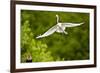 Florida, Venice, Audubon Sanctuary, Common Egret Flying-Bernard Friel-Framed Photographic Print