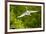 Florida, Venice, Audubon Sanctuary, Common Egret Flying-Bernard Friel-Framed Photographic Print