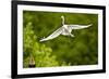 Florida, Venice, Audubon Sanctuary, Common Egret Flying-Bernard Friel-Framed Photographic Print