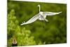 Florida, Venice, Audubon Sanctuary, Common Egret Flying-Bernard Friel-Mounted Photographic Print