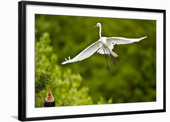 Florida, Venice, Audubon Sanctuary, Common Egret Flying-Bernard Friel-Framed Photographic Print