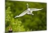 Florida, Venice, Audubon Sanctuary, Common Egret Flying-Bernard Friel-Mounted Photographic Print