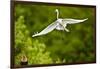 Florida, Venice, Audubon Sanctuary, Common Egret Flying-Bernard Friel-Framed Photographic Print