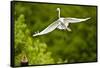 Florida, Venice, Audubon Sanctuary, Common Egret Flying-Bernard Friel-Framed Stretched Canvas