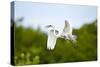 Florida, Venice, Audubon Sanctuary, Common Egret Flying-Bernard Friel-Stretched Canvas