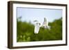 Florida, Venice, Audubon Sanctuary, Common Egret Flying-Bernard Friel-Framed Photographic Print