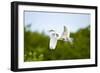 Florida, Venice, Audubon Sanctuary, Common Egret Flying-Bernard Friel-Framed Photographic Print