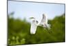 Florida, Venice, Audubon Sanctuary, Common Egret Flying-Bernard Friel-Mounted Photographic Print