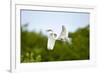 Florida, Venice, Audubon Sanctuary, Common Egret Flying-Bernard Friel-Framed Photographic Print