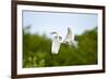 Florida, Venice, Audubon Sanctuary, Common Egret Flying-Bernard Friel-Framed Photographic Print