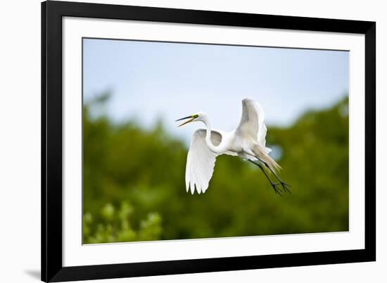 Florida, Venice, Audubon Sanctuary, Common Egret Flying-Bernard Friel-Framed Photographic Print