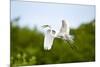 Florida, Venice, Audubon Sanctuary, Common Egret Flying-Bernard Friel-Mounted Photographic Print