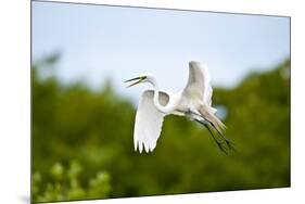 Florida, Venice, Audubon Sanctuary, Common Egret Flying-Bernard Friel-Mounted Photographic Print