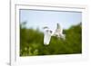 Florida, Venice, Audubon Sanctuary, Common Egret Flying-Bernard Friel-Framed Photographic Print