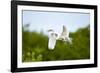 Florida, Venice, Audubon Sanctuary, Common Egret Flying-Bernard Friel-Framed Photographic Print