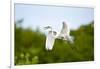 Florida, Venice, Audubon Sanctuary, Common Egret Flying-Bernard Friel-Framed Photographic Print