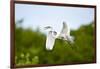 Florida, Venice, Audubon Sanctuary, Common Egret Flying-Bernard Friel-Framed Photographic Print