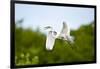 Florida, Venice, Audubon Sanctuary, Common Egret Flying-Bernard Friel-Framed Photographic Print