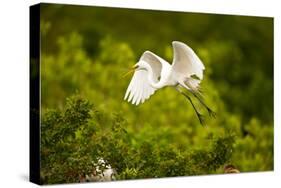 Florida, Venice, Audubon Sanctuary, Common Egret Flying-Bernard Friel-Stretched Canvas