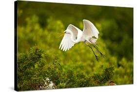 Florida, Venice, Audubon Sanctuary, Common Egret Flying-Bernard Friel-Stretched Canvas