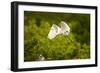 Florida, Venice, Audubon Sanctuary, Common Egret Flying-Bernard Friel-Framed Photographic Print