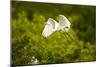 Florida, Venice, Audubon Sanctuary, Common Egret Flying-Bernard Friel-Mounted Photographic Print