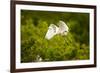 Florida, Venice, Audubon Sanctuary, Common Egret Flying-Bernard Friel-Framed Photographic Print