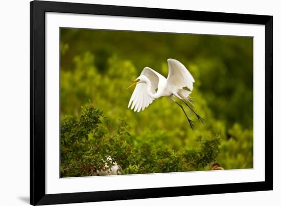 Florida, Venice, Audubon Sanctuary, Common Egret Flying-Bernard Friel-Framed Photographic Print