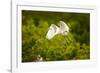 Florida, Venice, Audubon Sanctuary, Common Egret Flying-Bernard Friel-Framed Photographic Print