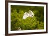 Florida, Venice, Audubon Sanctuary, Common Egret Flying-Bernard Friel-Framed Photographic Print