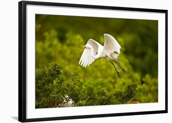 Florida, Venice, Audubon Sanctuary, Common Egret Flying-Bernard Friel-Framed Photographic Print