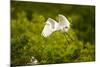 Florida, Venice, Audubon Sanctuary, Common Egret Flying-Bernard Friel-Mounted Photographic Print