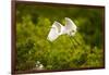 Florida, Venice, Audubon Sanctuary, Common Egret Flying-Bernard Friel-Framed Photographic Print