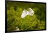 Florida, Venice, Audubon Sanctuary, Common Egret Flying-Bernard Friel-Framed Photographic Print