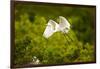 Florida, Venice, Audubon Sanctuary, Common Egret Flying-Bernard Friel-Framed Premium Photographic Print