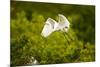 Florida, Venice, Audubon Sanctuary, Common Egret Flying-Bernard Friel-Mounted Premium Photographic Print