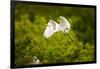 Florida, Venice, Audubon Sanctuary, Common Egret Flying-Bernard Friel-Framed Premium Photographic Print