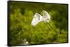 Florida, Venice, Audubon Sanctuary, Common Egret Flying-Bernard Friel-Framed Stretched Canvas