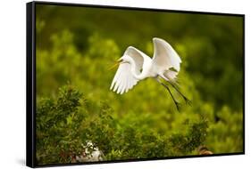 Florida, Venice, Audubon Sanctuary, Common Egret Flying-Bernard Friel-Framed Stretched Canvas