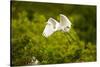 Florida, Venice, Audubon Sanctuary, Common Egret Flying-Bernard Friel-Stretched Canvas