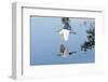 Florida, Venice, Audubon Sanctuary, Common Egret Flying-Bernard Friel-Framed Photographic Print