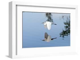 Florida, Venice, Audubon Sanctuary, Common Egret Flying-Bernard Friel-Framed Photographic Print