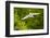 Florida, Venice, Audubon Sanctuary, Common Egret Flying-Bernard Friel-Framed Photographic Print