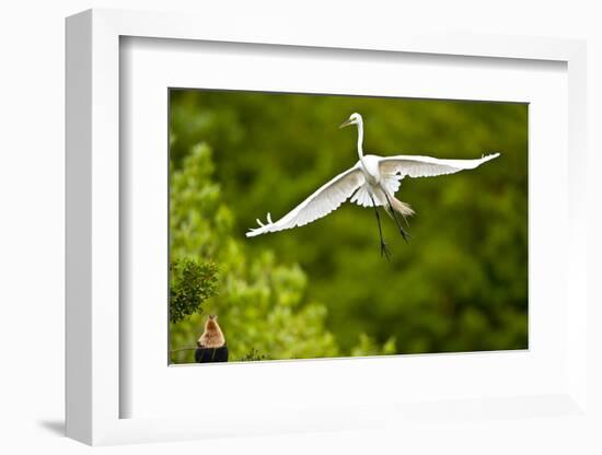 Florida, Venice, Audubon Sanctuary, Common Egret Flying-Bernard Friel-Framed Photographic Print